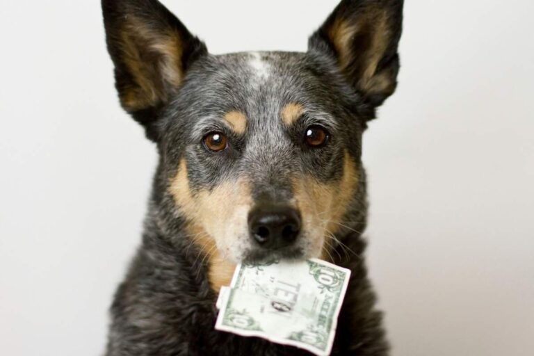 500 zł na psa. Na zdjęciu pies z banknotem w pysku