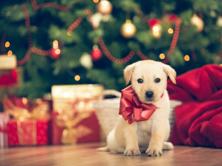 Szczeniak z kokardą. Obrazek w artykule Ile trwa ciąża u psa? Poznaj czas trwania ciąży u psów różnych ras