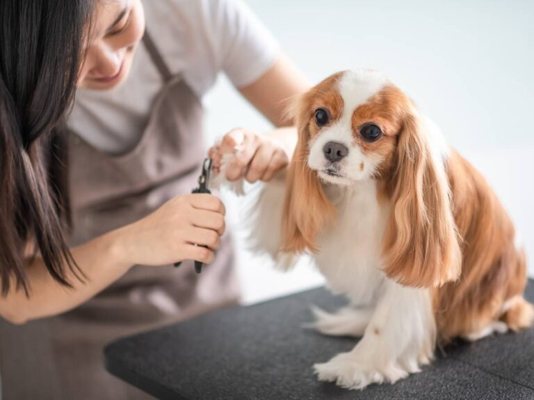 Piesek w czasie czesania. Obrazek w artykule Ciąża urojona u psa. Jak rozpoznać i co robić w przypadku ciąży urojonej u suczki?