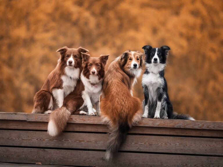 Psy na zdjęciu portretowym. Obrazek w artykule Oryginalne imiona dla psów. Jak ciekawie nazwać swojego psa?