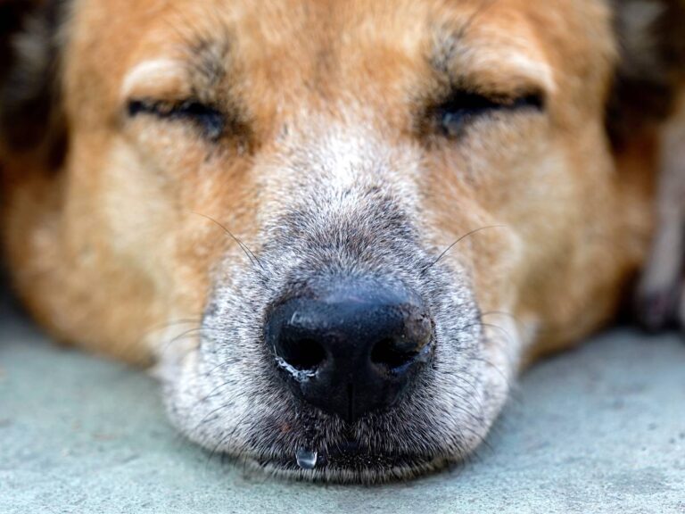 Labrador z katarem. Obrazek w artykule Katar u psa. Przyczyny, objawy i leczenie kataru u psów