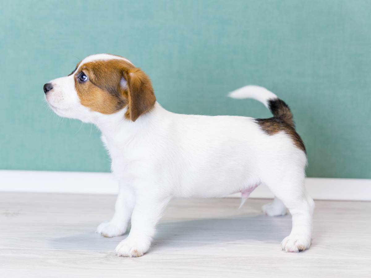 Zespół końskiego ogona u psa. Czym jest zespół końskiego ogona u psów? 1 Szczeniak. Obrazek w artykule Zespół końskiego ogona u psa. Czym jest zespół końskiego ogona u psów?