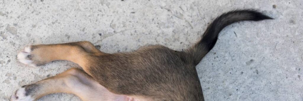 Zespół końskiego ogona u psa. Czym jest zespół końskiego ogona u psów? 2 Pies z syndromem. Obrazek w artykule Zespół końskiego ogona u psa. Czym jest zespół końskiego ogona u psów?