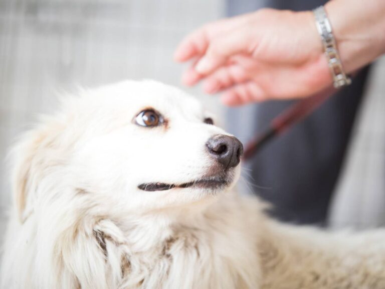 Pies głaskany przez właściciela. Obrazek w artykule Lęk separacyjny u psa. Poznaj objawy lęku separacyjnego u psów