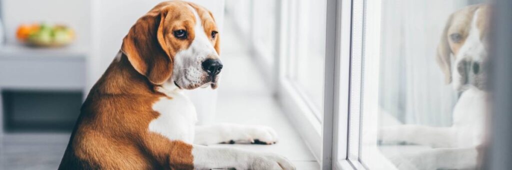 Pies wyglądający przez okno.  Obrazek w artykule Lęk separacyjny u psa. Poznaj objawy lęku separacyjnego u psów