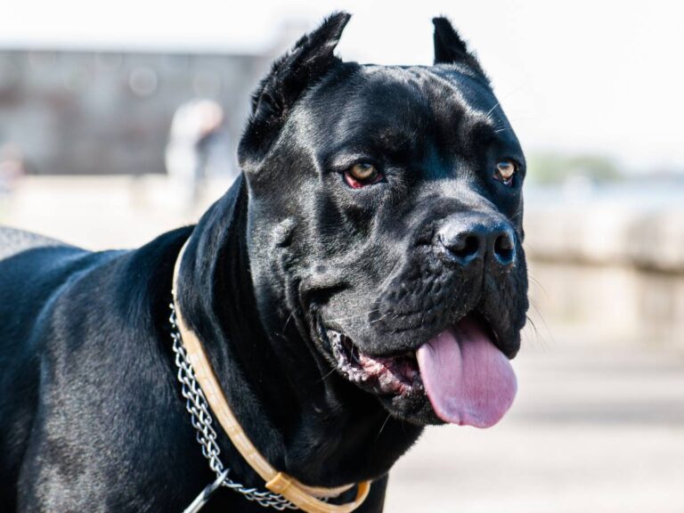 Najgroźniejsze psy świata. Obrazek w artykule Najgroźniejszy pies świata. Jakie rasy psów są najbardziej agresywne?