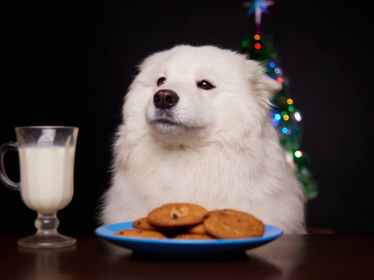 Mały piesek nad talerzem z ciastkami. Obrazek w artykule Dlaczego pies nie chce jeść Poznaj możliwe powody braku apetytu u psów