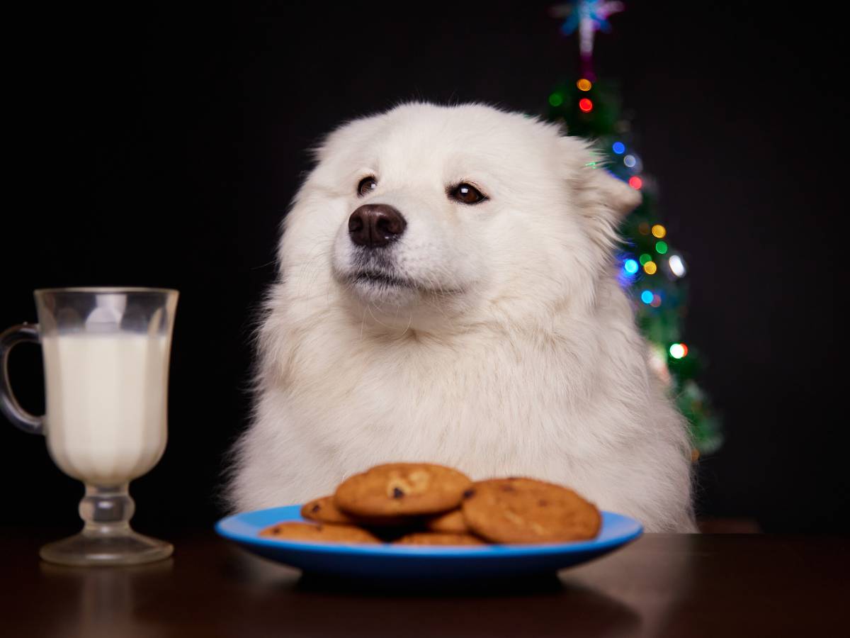 Mały piesek nad talerzem z ciastkami. Obrazek w artykule Dlaczego pies nie chce jeść Poznaj możliwe powody braku apetytu u psów
