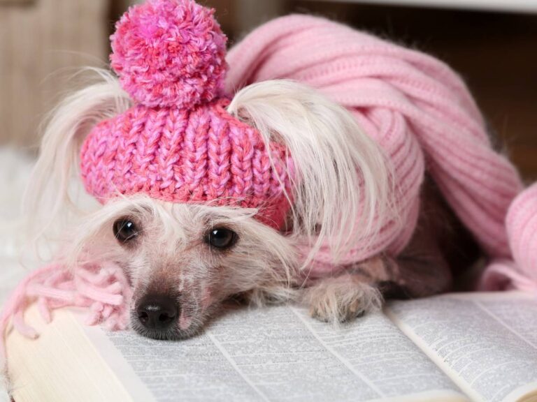 Malutki piesek bez futerka w czapeczce. Obrazek w artykule Pies bez sierści. Jakie rasy psów nie mają sierści?