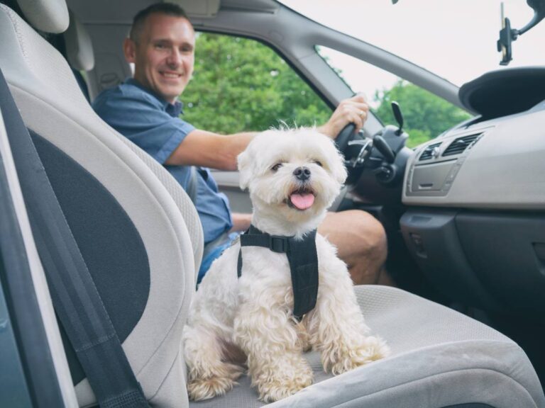 Mały pies w samochodzie. Obrazek w artykule Jak przewozić psa w samochodzie? Sposoby na bezpieczną podróż z czworonogiem