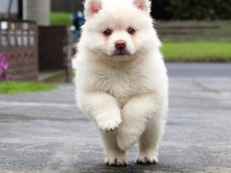 Mały biały piesek. Obrazek w artykule Ile pies ma zębów? Wszystko co musisz wiedzieć o zębach psa