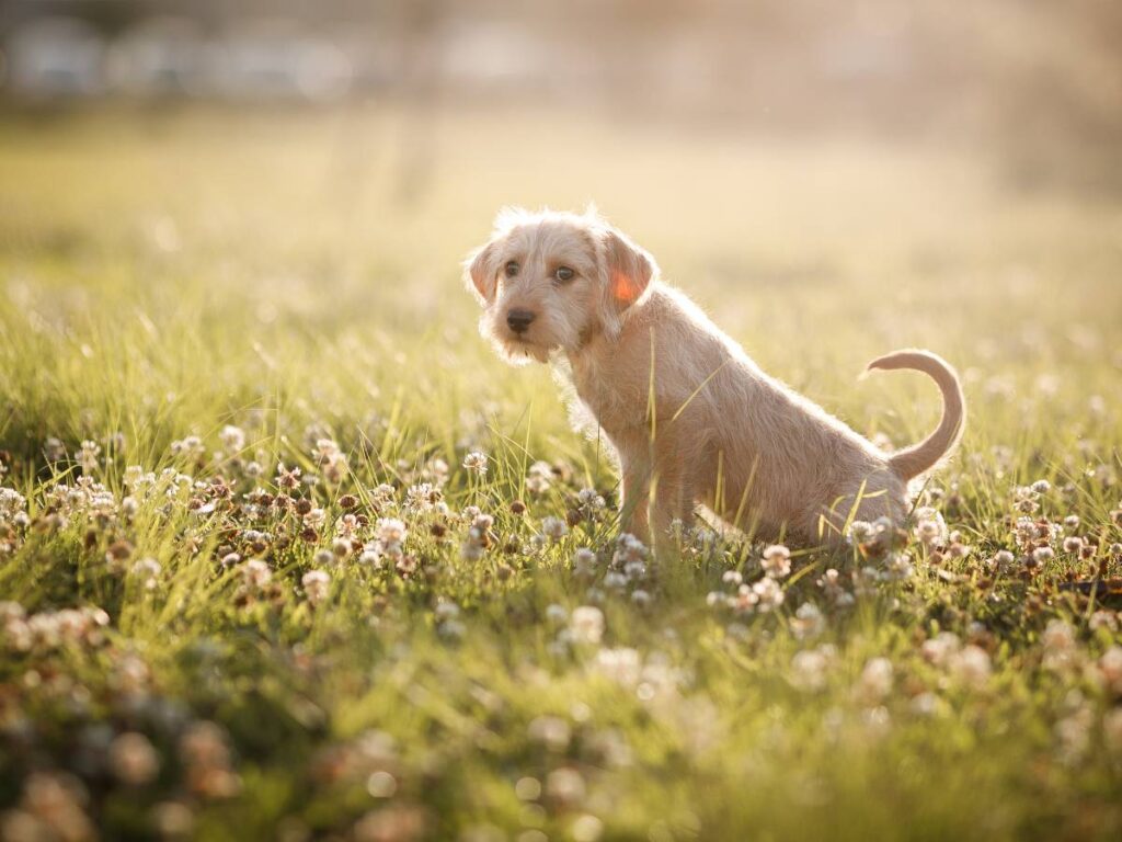 Pies na trawniku. Obrazek w artykule Jak nauczyć psa załatwiać się na dworze? Proste patenty na nauczenie psa załatwiania się na dworze