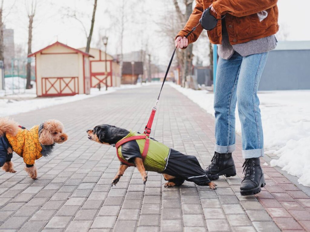 Agresja lękowa u psa. Przyczyny, objawy i metody leczenia agresji na tle lękowym u psów 13 Pies na smyczy szczekający na innego psa. Obrazek w artykule Agresja lękowa u psa. Przyczyny, objawy i metody leczenia agresji na tle lękowym u psów
