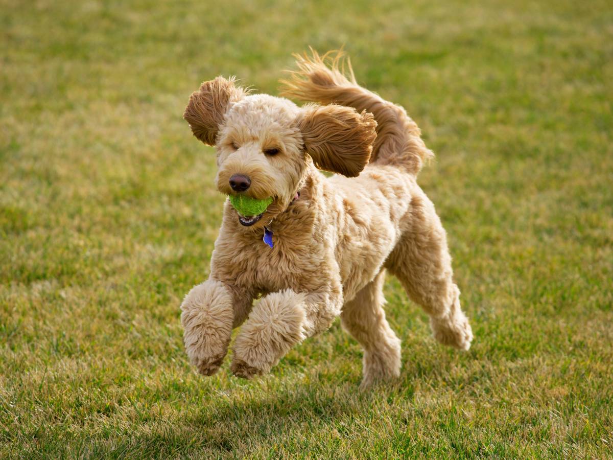 Piłka ażurowa dla psa. Po co psu ażurowa piłka? 1 Pies z piłką. Obrazek w artykule Piłka ażurowa dla psa. Po co psu ażurowa piłka?