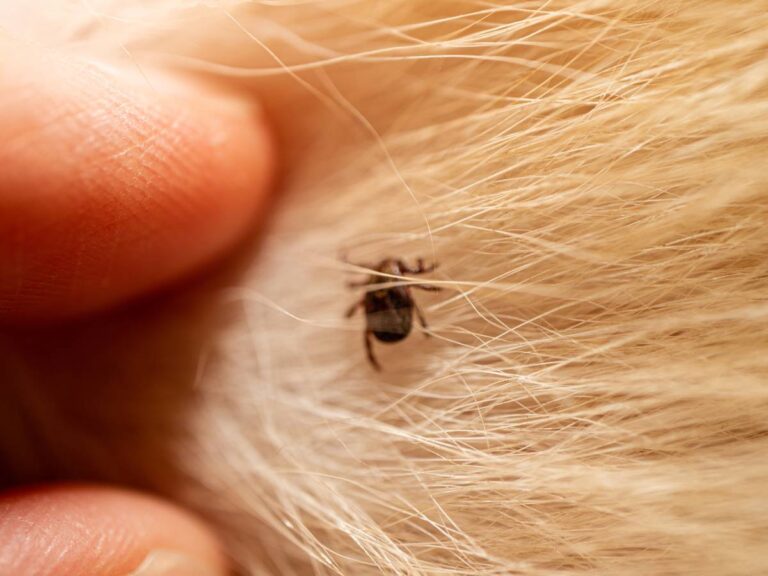 Kleszcz na sierści. Obrazek w artykule Borelioza u psa. Jak rozpoznać i leczyć boreliozę u czworonogów