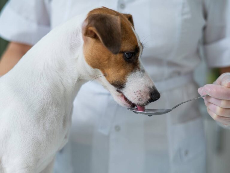 Pies pije napar z łyżki. Obrazek w artykule Czystek dla psa. Naturalne sposoby na zdrowie dla Twojego pupila
