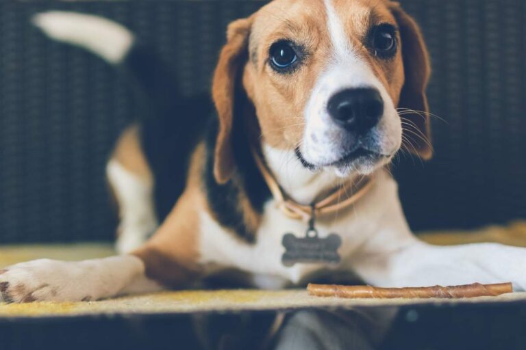 dieta na nerki, na zdjęciu pies prawdopodobnie chory, smutny