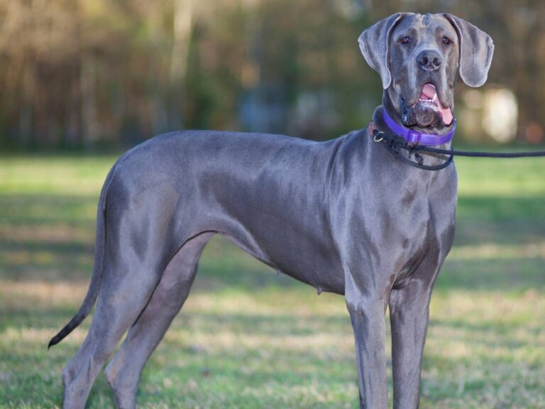 Czarny duży pies. Obrazek w artykule Największa rasa psa? Przeczytaj o rasach największych psów