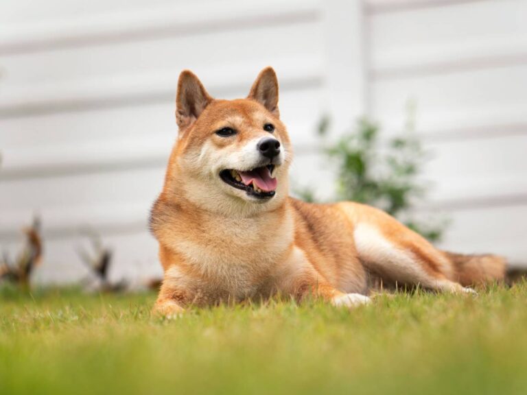 Rudy piesek. Obrazek w artykule Japońska rasa psa. Jakie są rasy psów pochodzące z Japonii?