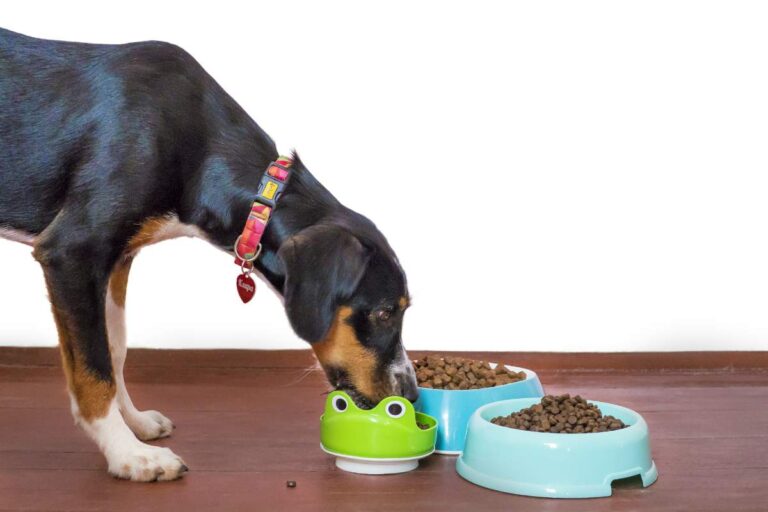 jedzenie lekkostrawne. Na zdjęciu pies jedzący z miski a obok dwie inne