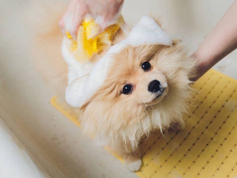 Kąpiel małego pieska. Obrazek w artykule Jak często kąpać psa? Skuteczne sposoby na wykąpanie psa