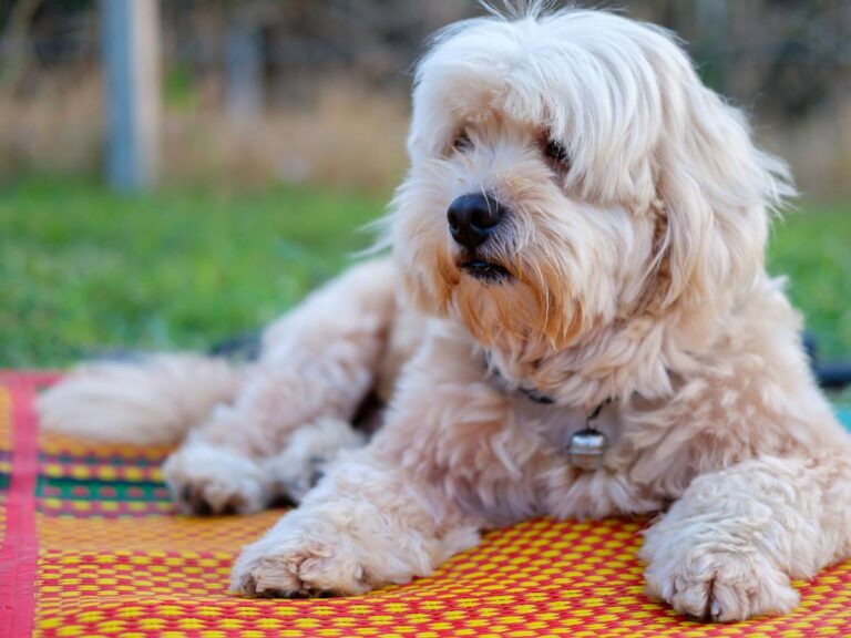 Pies z futrem. Obrazek w artykule Kołtuny u psa. Dlaczego się robią i jak zaradzić psim kołtunom?