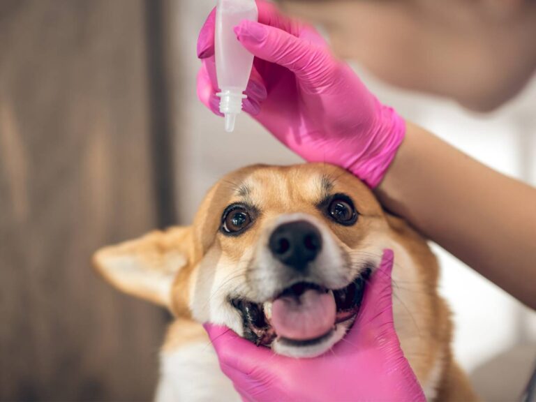 Zakraplanie oczu pieskowi. Obrazek w artykule Krople do oczu dla psa. Najlepsze sposoby na problemy z oczami u psów