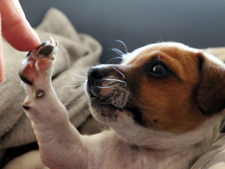 Piesek i ręka człowieka. Obrazek w artykule Dlaczego pies liże rany? Instynkt czy metoda leczenia przez wylizywanie ran przez psa?