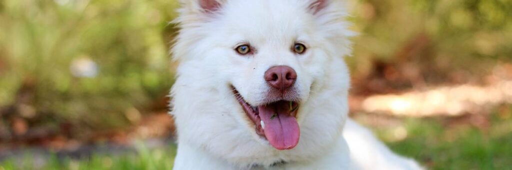 Biały pies na trawniku. Obrazek w artykule Dlaczego pies liże rany? Instynkt czy metoda leczenia przez wylizywanie ran przez psa?