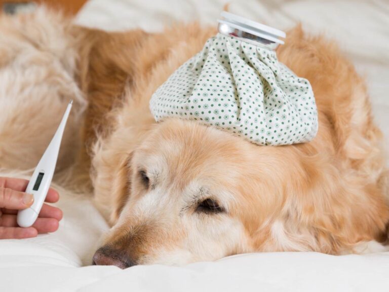 Pies i termometr. Obrazek w artykule Jak sprawdzić czy pies ma gorączkę? Metody mierzenia temperatury u psów
