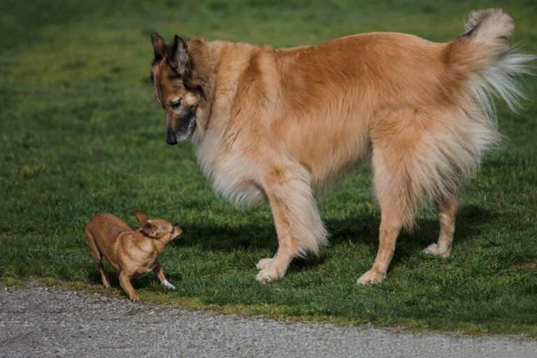 Najmniejsza rasa. Na zdjęciu dwa psy dla porównania. Duży i mały