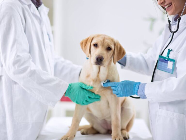 Pies u weterynarza. Obrazek w artykule Niedoczynność tarczycy u psa. Rozpoznanie i leczenie chorób tarczycy u psów