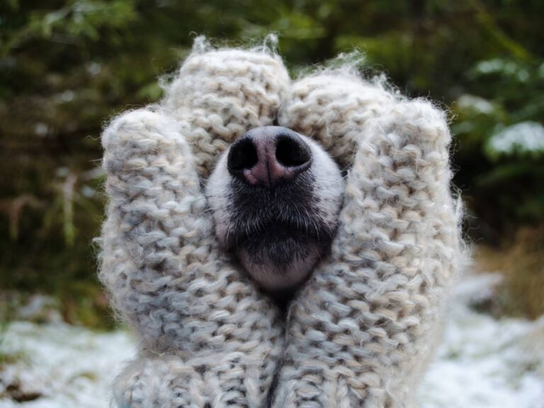 Psia mordka. Obrazek w artykule Pies Baskerville’ów. Tajemnica klasycznego kryminału i psa Baskerville'ów z opowieści o Sherlocku Holmesie