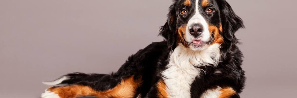 Pies nad miską. Obrazek w artykule Dlaczego pies nie chce jeść Poznaj możliwe powody braku apetytu u psów