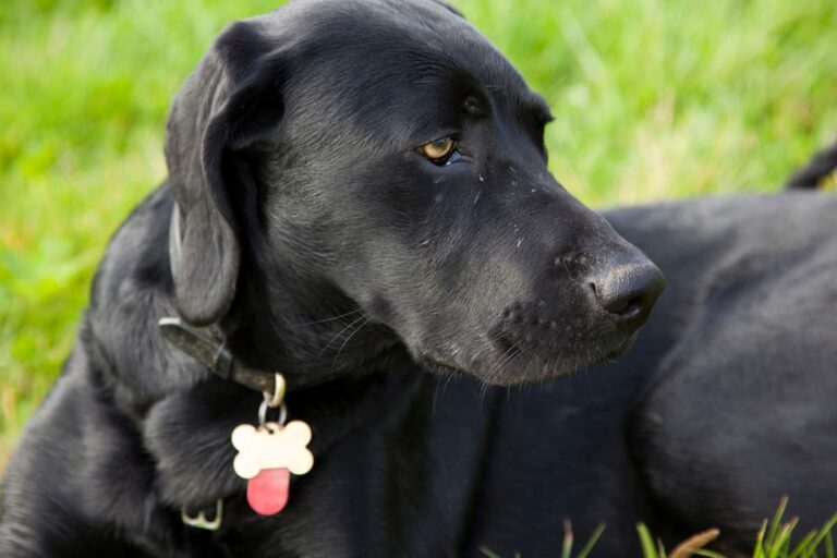 Pies, na szyi ma znaczek z imieniem