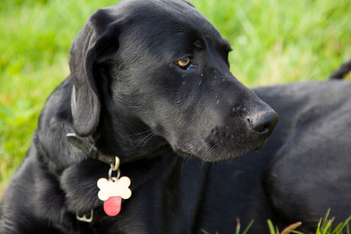 Pies, na szyi ma znaczek z imieniem