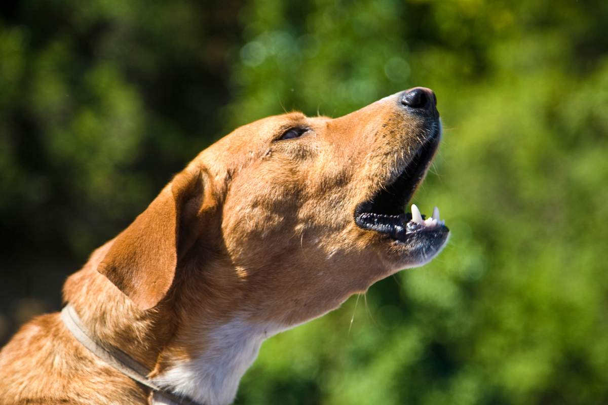 Na zdjęciu pies szczeka w tle las