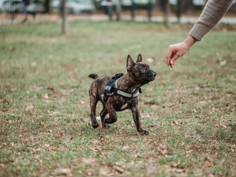 Nauka psa aportowania. Obrazek w artykule Sztuczki dla psa. Jak wytresować psa?