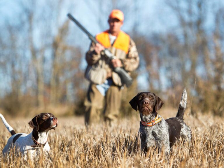 Myśliwy z psami. Obrazek w artykule Rasy psów myśliwskich. Przegląd najpopularniejszych ras psów do polowań