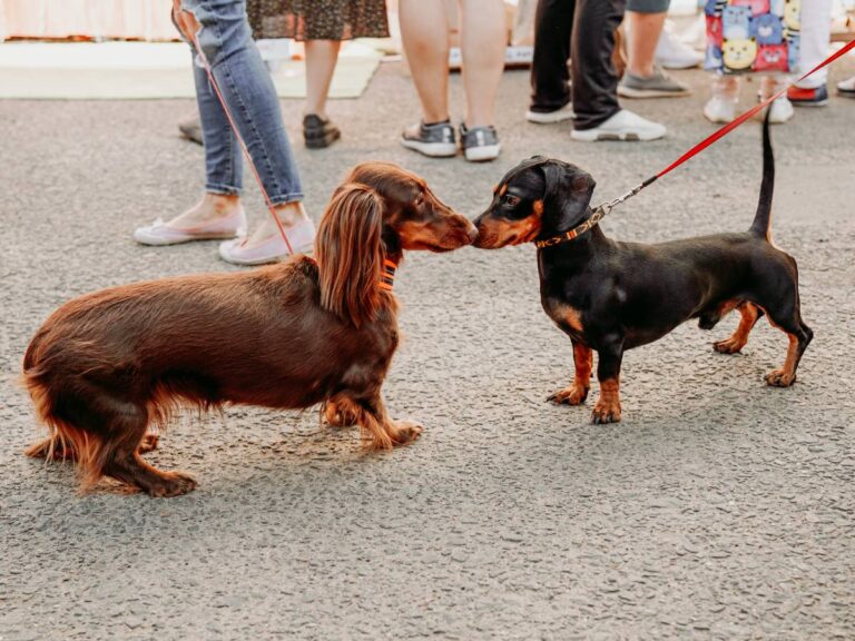 Dwa jamniki. Obrazek w artykule Rozwolnienie u psa domowe sposoby. Skuteczne metody leczenia w domu rozwolnienia u psów