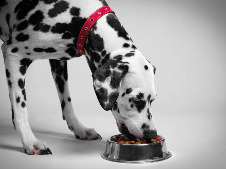 Dog nad miską. Obrazek w artykule Ścięgna wołowe dla psa. Czy można podawać psu ścięgna wołowe?