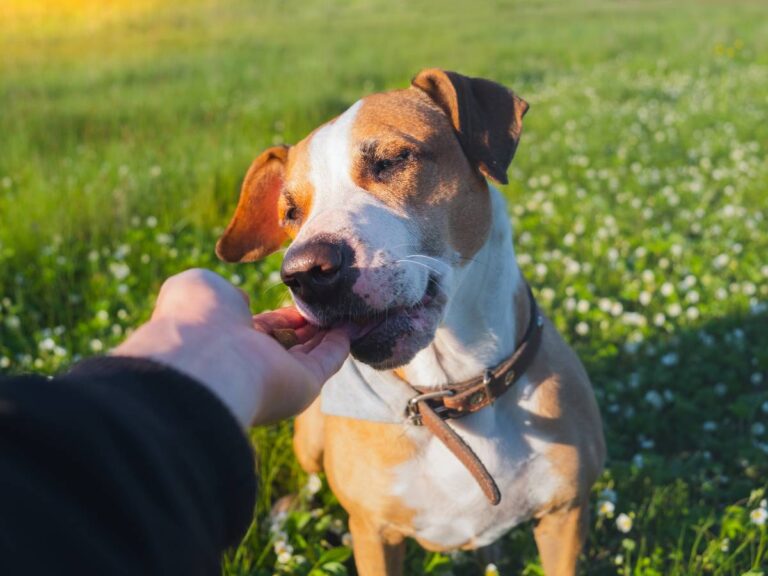 Pies dostający przekąski. Obrazek w artykule Siemie lniane dla psa. Jak podawanie siemienia lnianego wspiera zdrowie Twojego pupila?