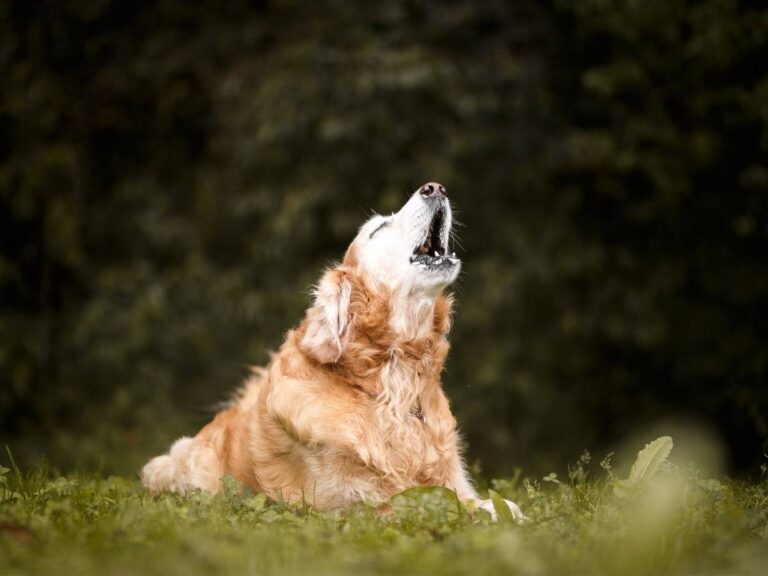 Szczekający pies. Obrazek w artykule Jak oduczyć psa szczekania. Poznaj skuteczne metody na oduczenie psa szczekania