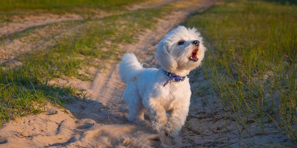 Szczekanie psa na zdjęciu mały pies szczekający