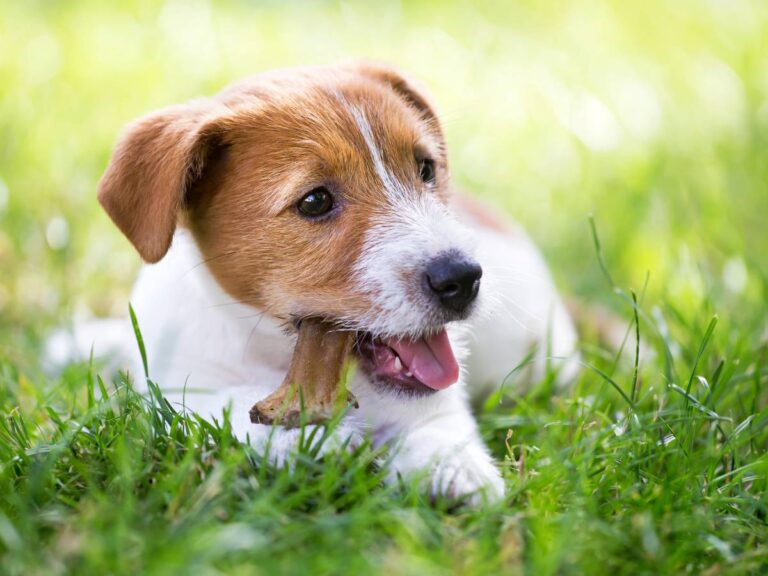 Pies z przekąską. Obrazek w artykule Uszy królika dla psa. Czy królicze uszy to dobry przysmak dla psów?