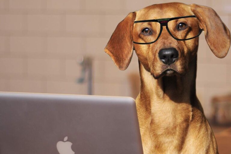 Wątroba psa. Zdjęcie humorystyczne psa przed komputerem szukającego informacji