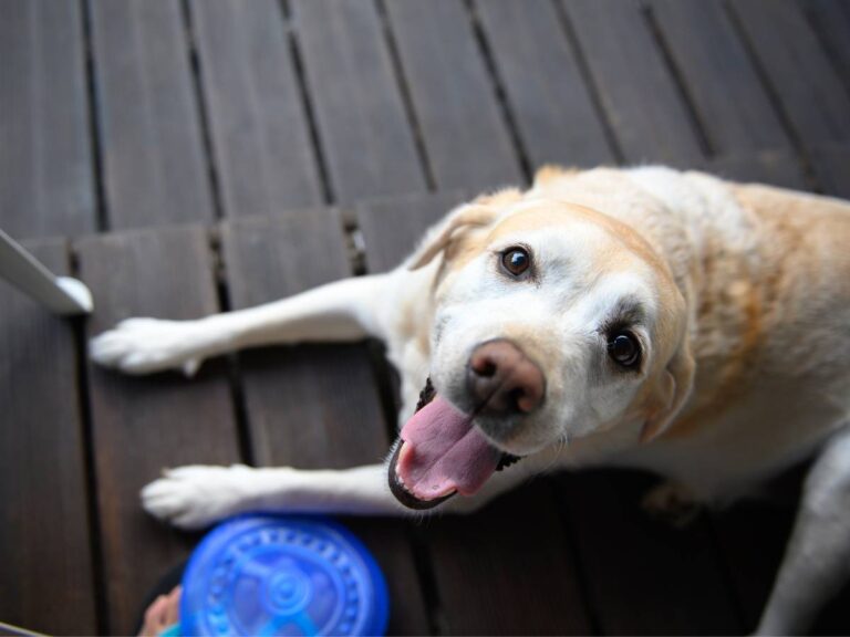 Piesek patrzący na pana. Obrazek w artykule Jak się liczy wiek psa? Prosty przewodnik krok po kroku liczenia wieku psa