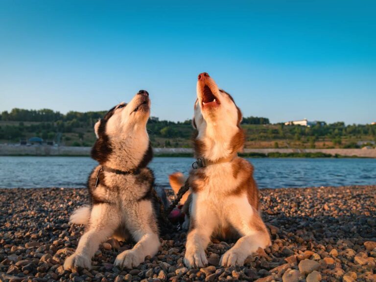 Wyjące psy. Obrazek w artykule Dlaczego pies wyje? Przyczyny wycia przez psa