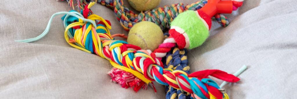 Zabawki dla psa. Obrazek w artykule Najlepsze zabawki dla psa. Top 5 najlepszych zabawek dla psów, które warto mieć