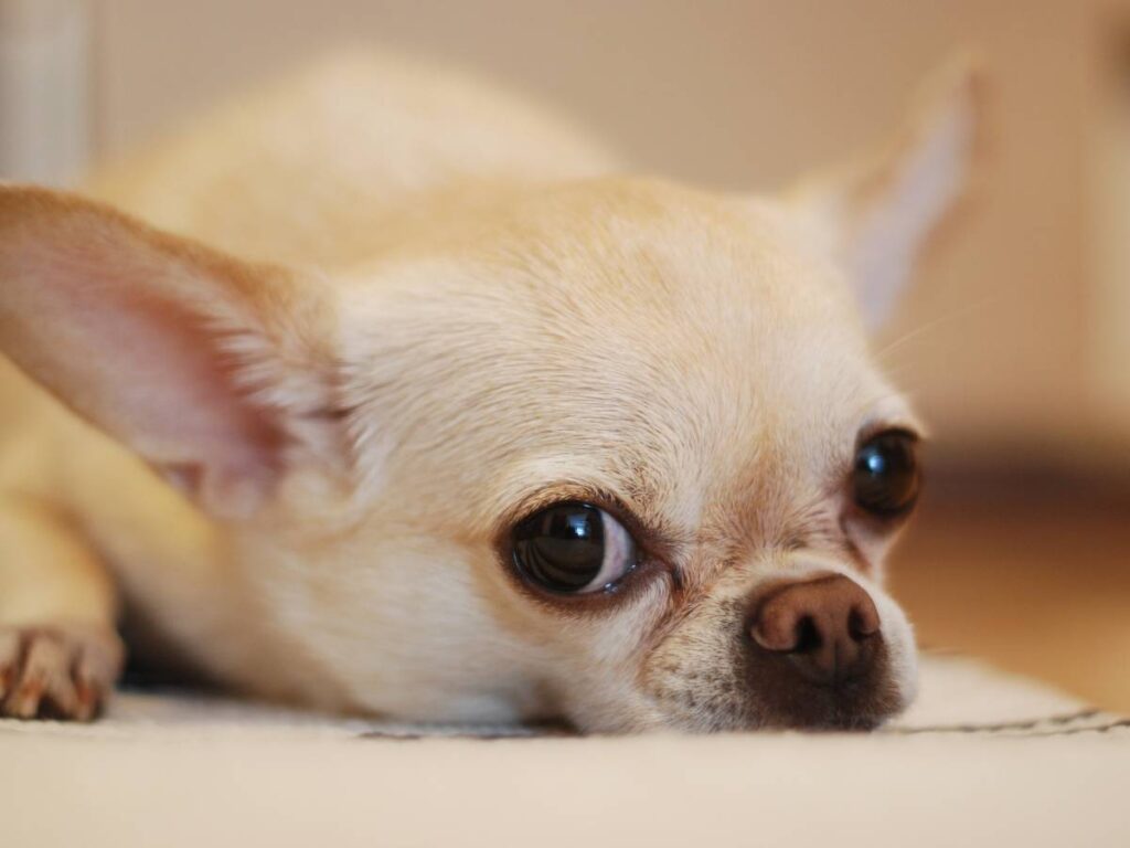Chihuahua. Czy chihuahua sprawdzi się w domu z dziećmi? 14 Mordka pieska. Obrazek w artykule Chihuahua. Czy chihuahua sprawdzi się w domu z dziećmi?
